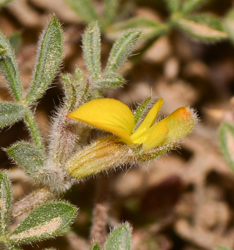 Image of Lotononis platycarpa specimen.