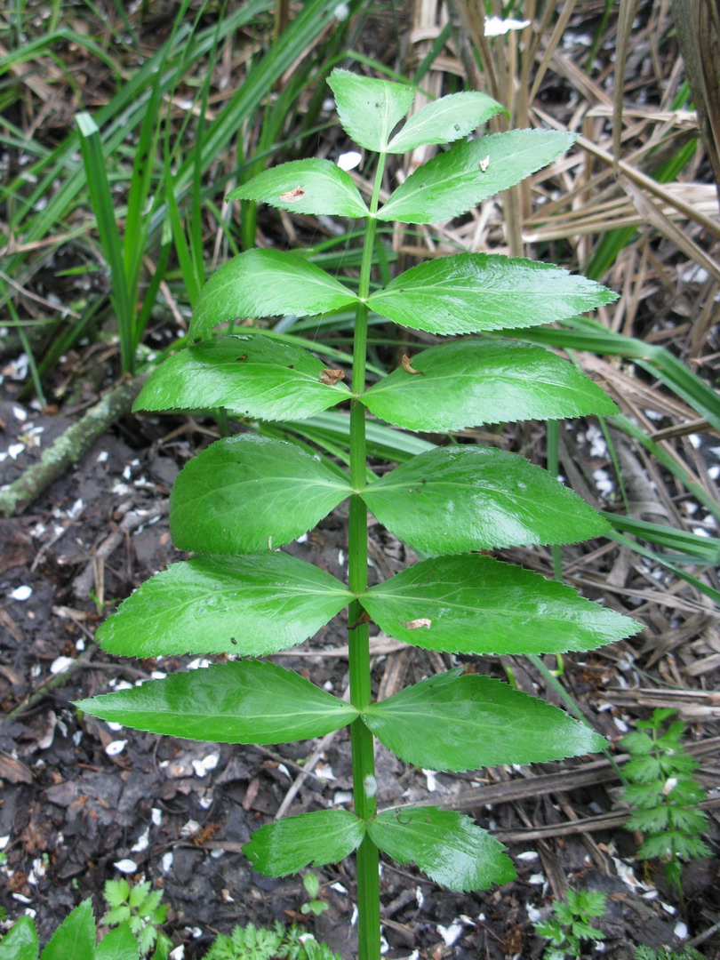 Изображение особи Sium latifolium.