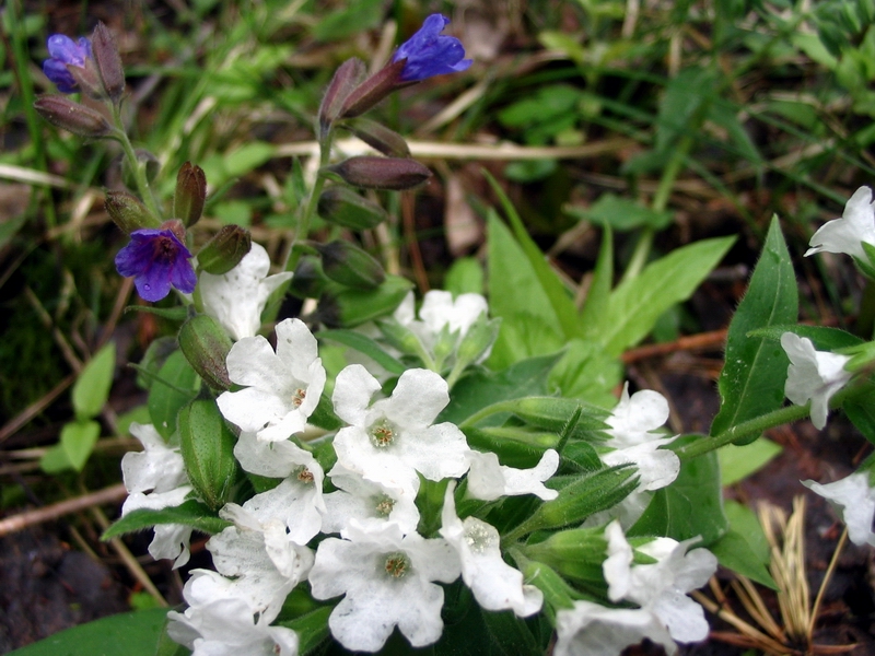 Изображение особи Pulmonaria mollis.