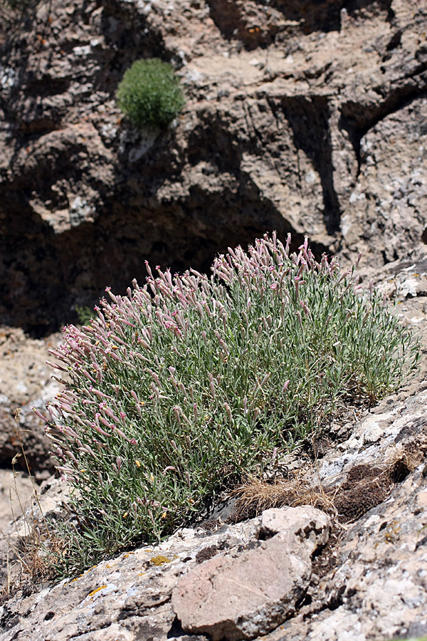 Image of Silene kuschakewiczii specimen.