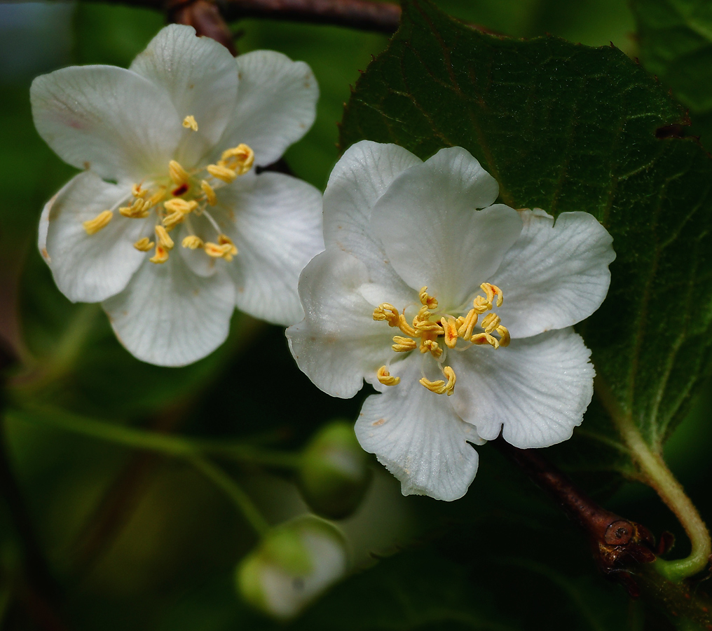 Image of Actinidia kolomikta specimen.