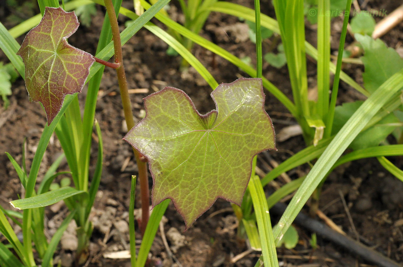 Image of Menispermum dauricum specimen.