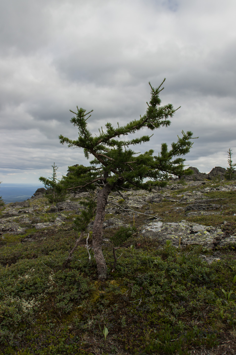 Image of Larix sukaczewii specimen.