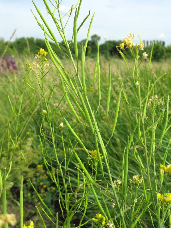 Изображение особи Brassica campestris.