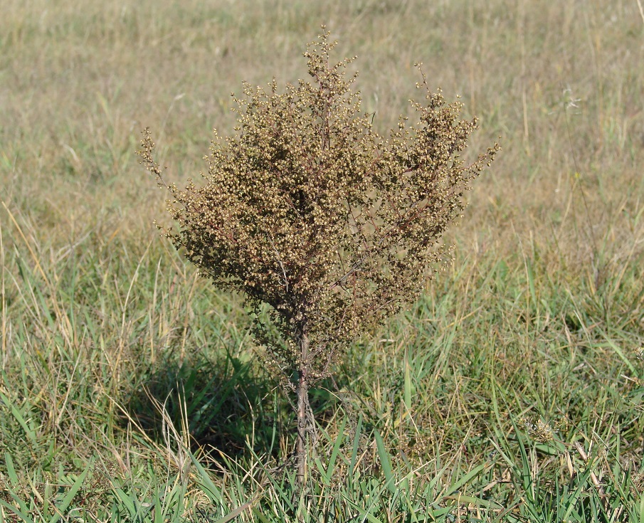 Image of Artemisia scoparia specimen.