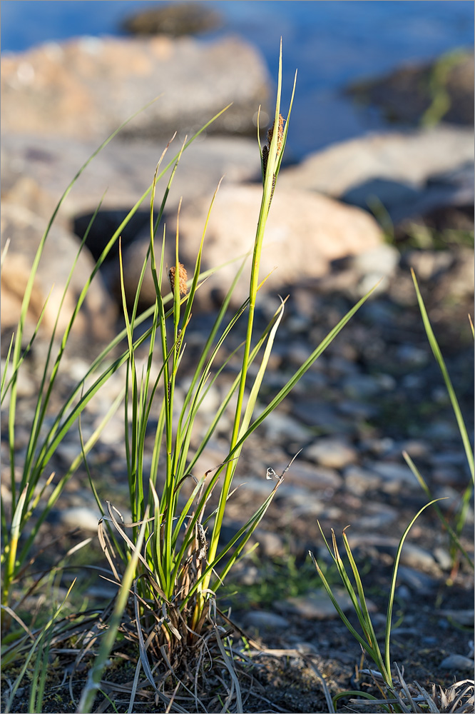 Изображение особи род Carex.