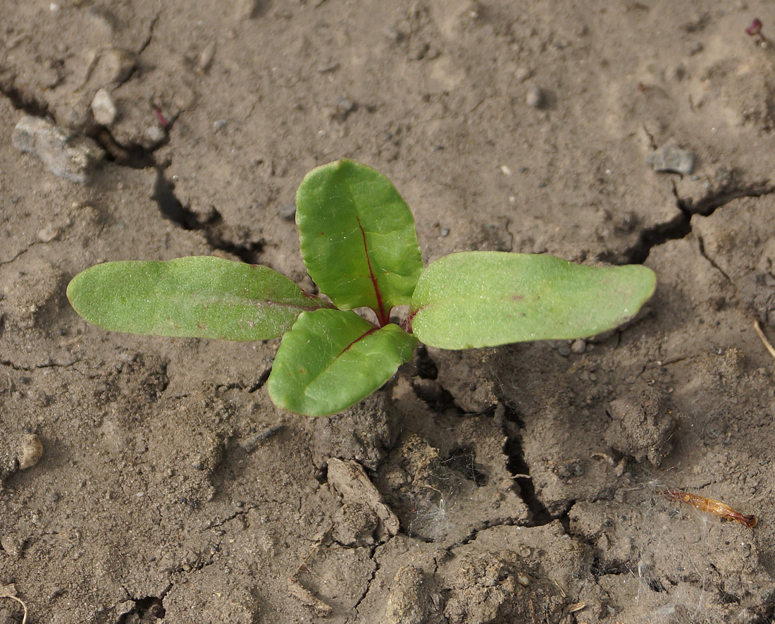 Image of Beta vulgaris specimen.