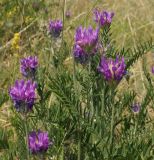 Astragalus onobrychis. Верхушки цветущих и отцветающих побегов. Казахстан, Восточно-Казахстанская обл., г. Усть-Каменогорск, восточные окр., Лесхоз, склон сопки. 22.06.2015.