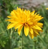 Rudbeckia laciniata variety hortensia. Соцветие. Восточный Казахстан, г. Усть-Каменогорск, цветник в парке, в культуре. 30.07.2012.