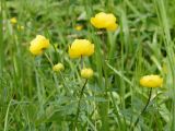 Trollius europaeus. Верхушки побегов с цветками. Ленинградская обл., г. Волхов, вдоль ж. д. ближе к пл. 119 км. 09.06.2013.правый берег, южная окр. р-н Торфопоселка. 31.05.2013.