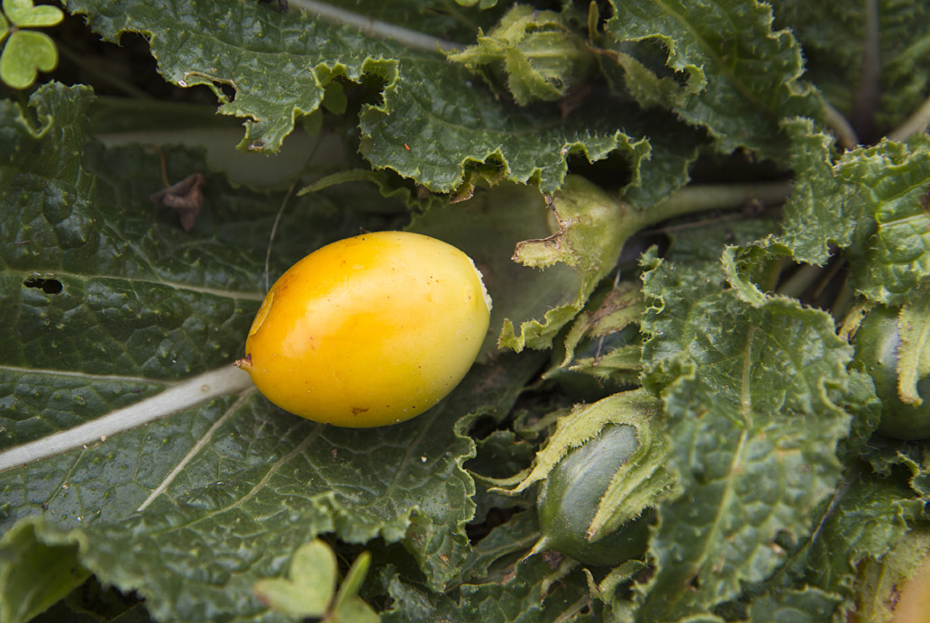 Image of Mandragora autumnalis specimen.