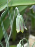 Fritillaria fleischeriana