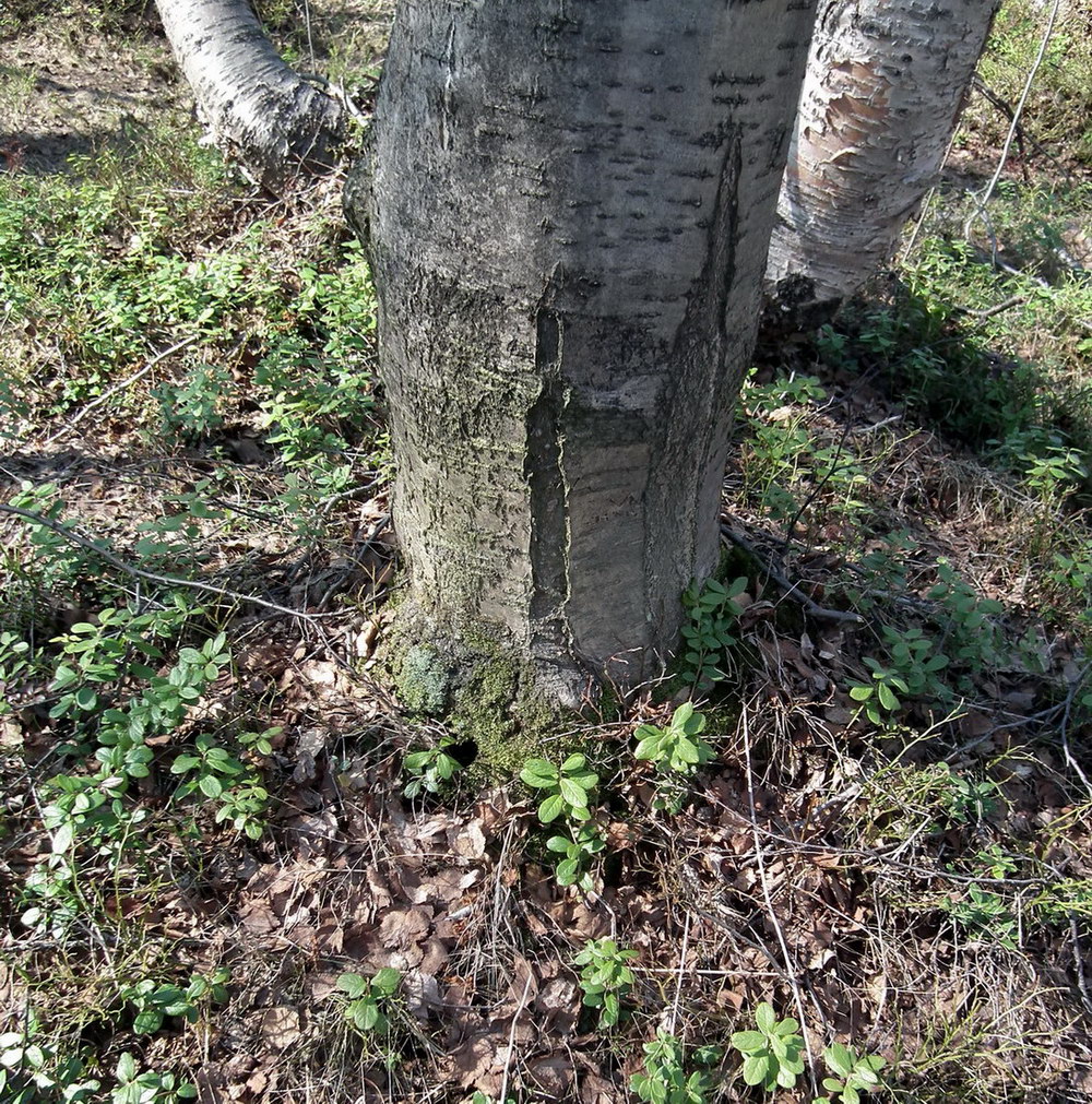 Image of Sorbus aucuparia specimen.