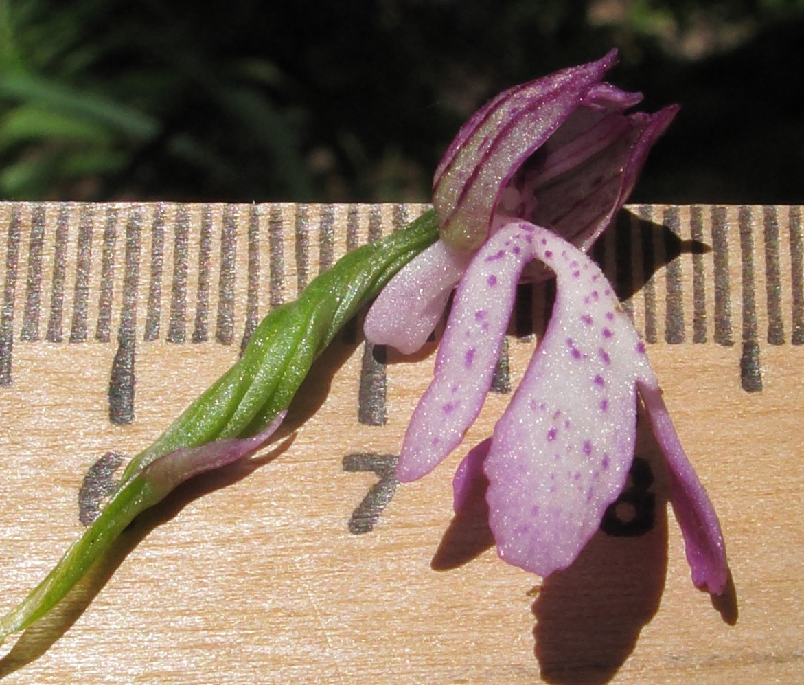 Image of Orchis purpurea ssp. caucasica specimen.