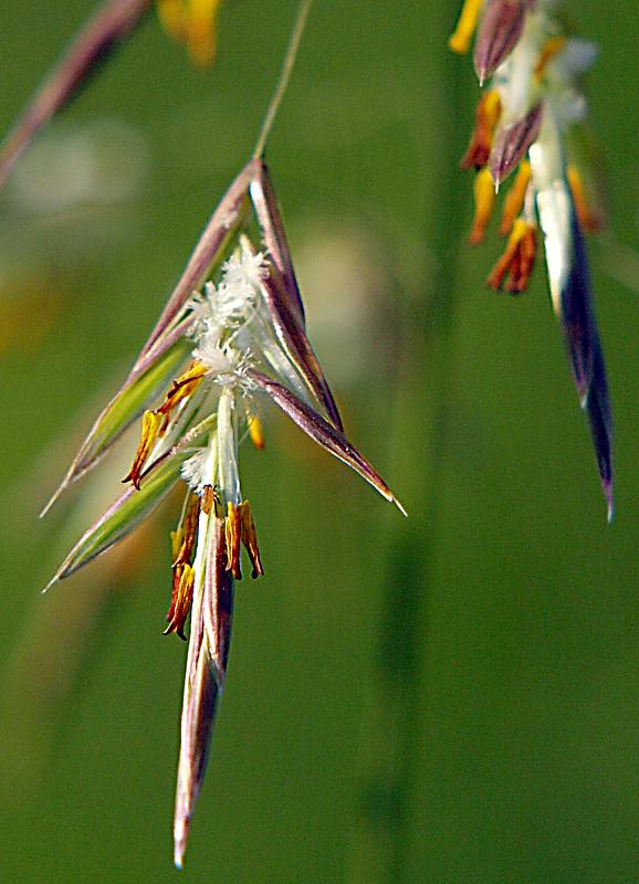 Изображение особи Bromopsis inermis.