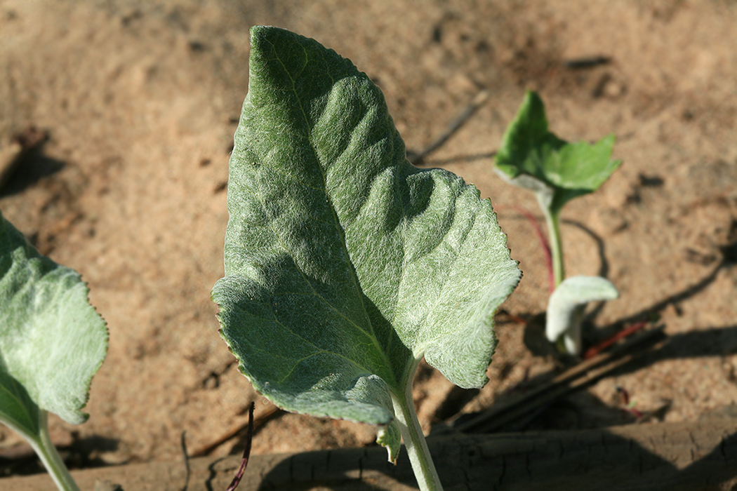 Image of Petasites spurius specimen.