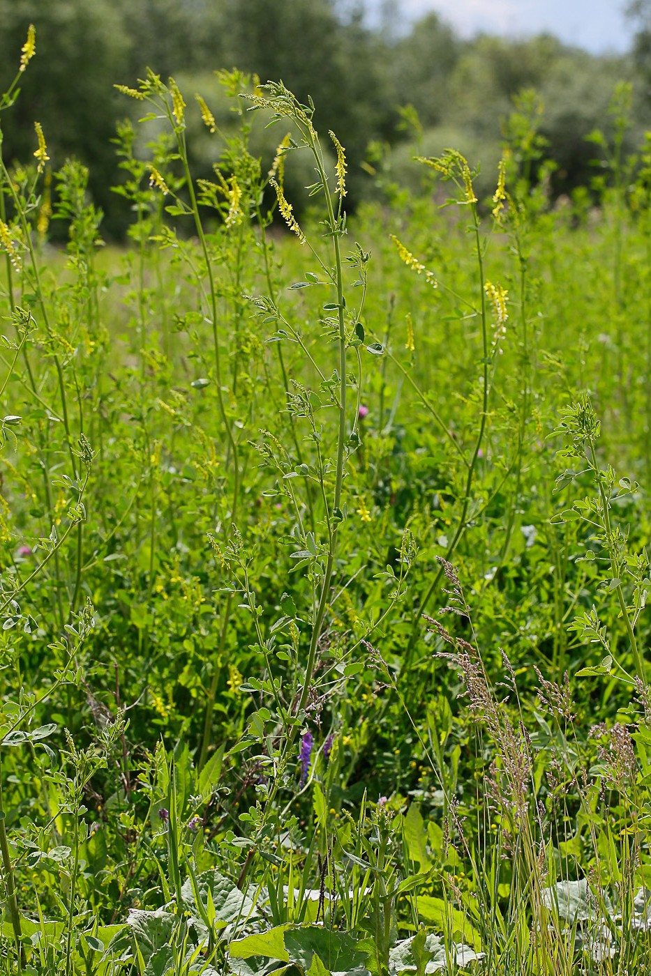 Изображение особи Melilotus officinalis.