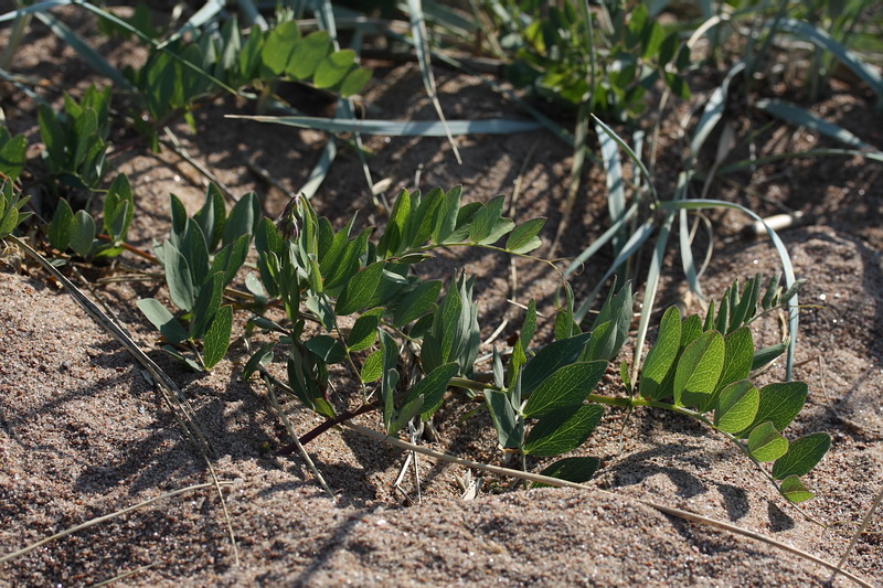 Изображение особи Lathyrus japonicus ssp. maritimus.