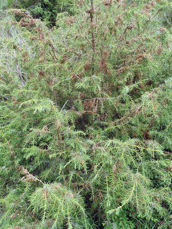 Image of Juniperus oblonga specimen.