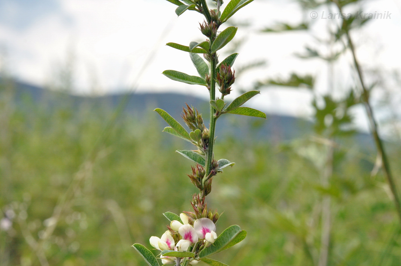 Image of Lespedeza davurica specimen.