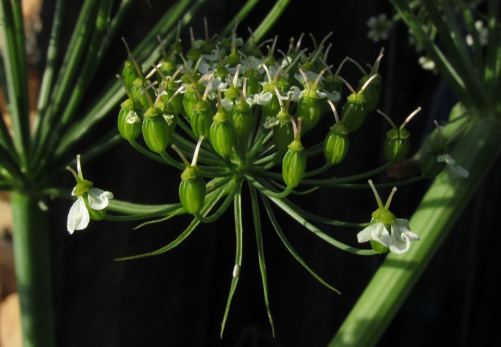 Image of genus Conioselinum specimen.