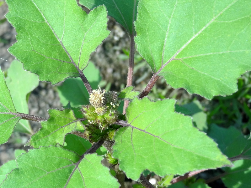 Image of Xanthium orientale specimen.