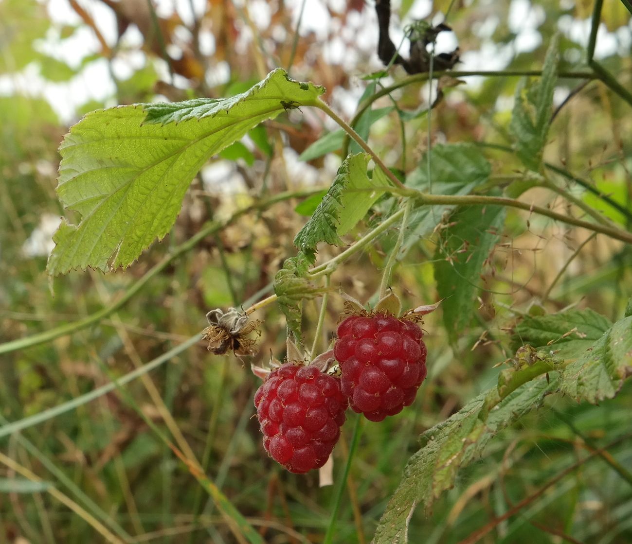 Image of Rubus idaeus specimen.