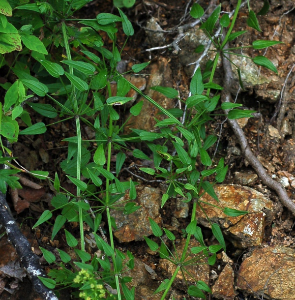 Image of Rubia cordifolia specimen.