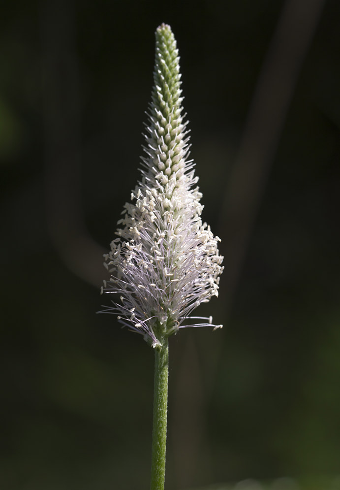 Изображение особи Plantago media.