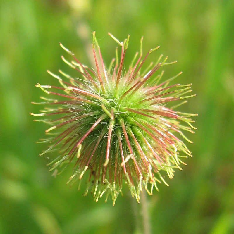 Image of Geum aleppicum specimen.