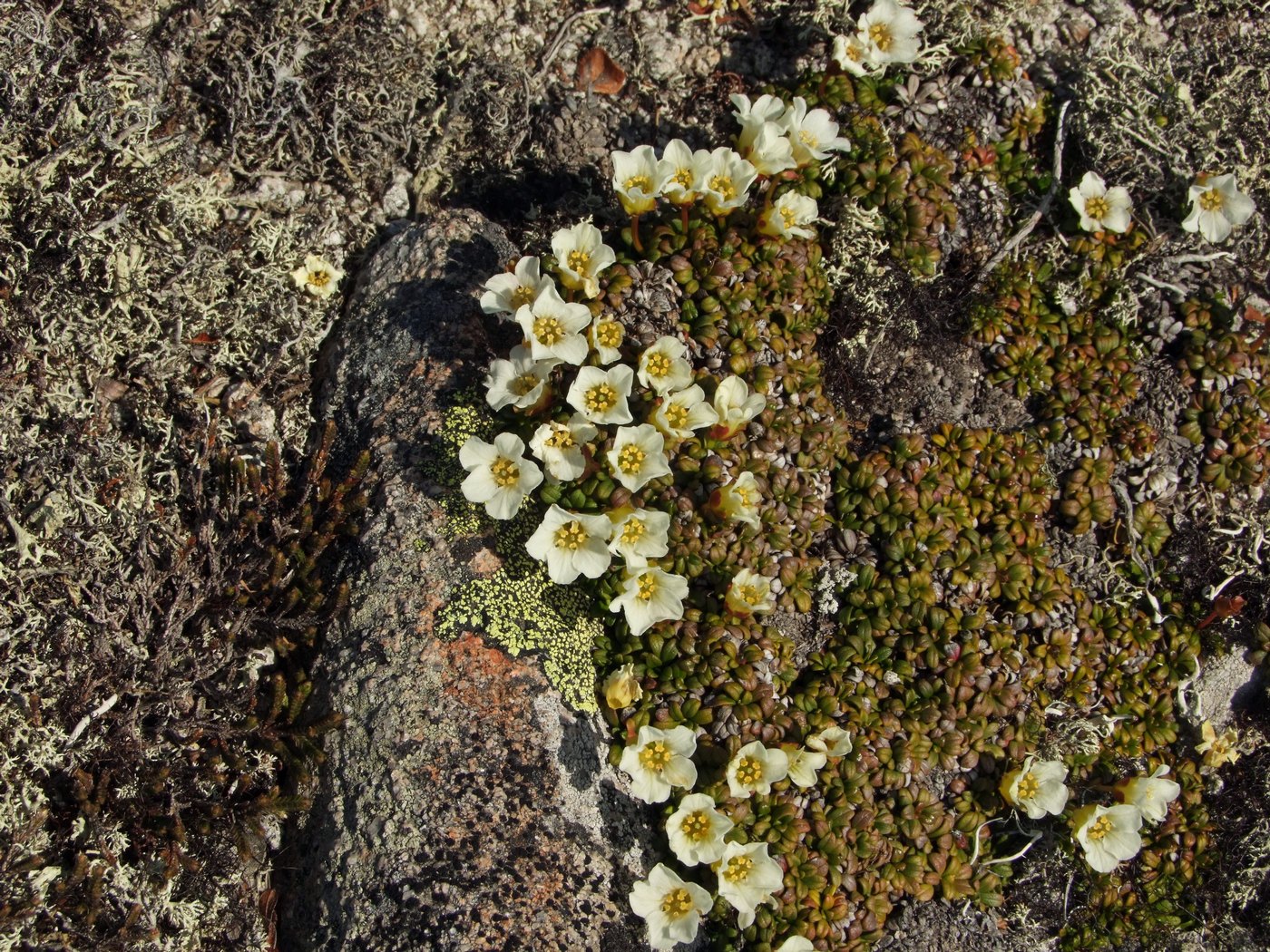 Image of Diapensia obovata specimen.