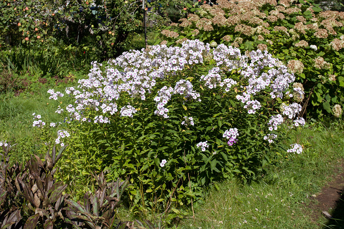 Изображение особи Phlox paniculata.