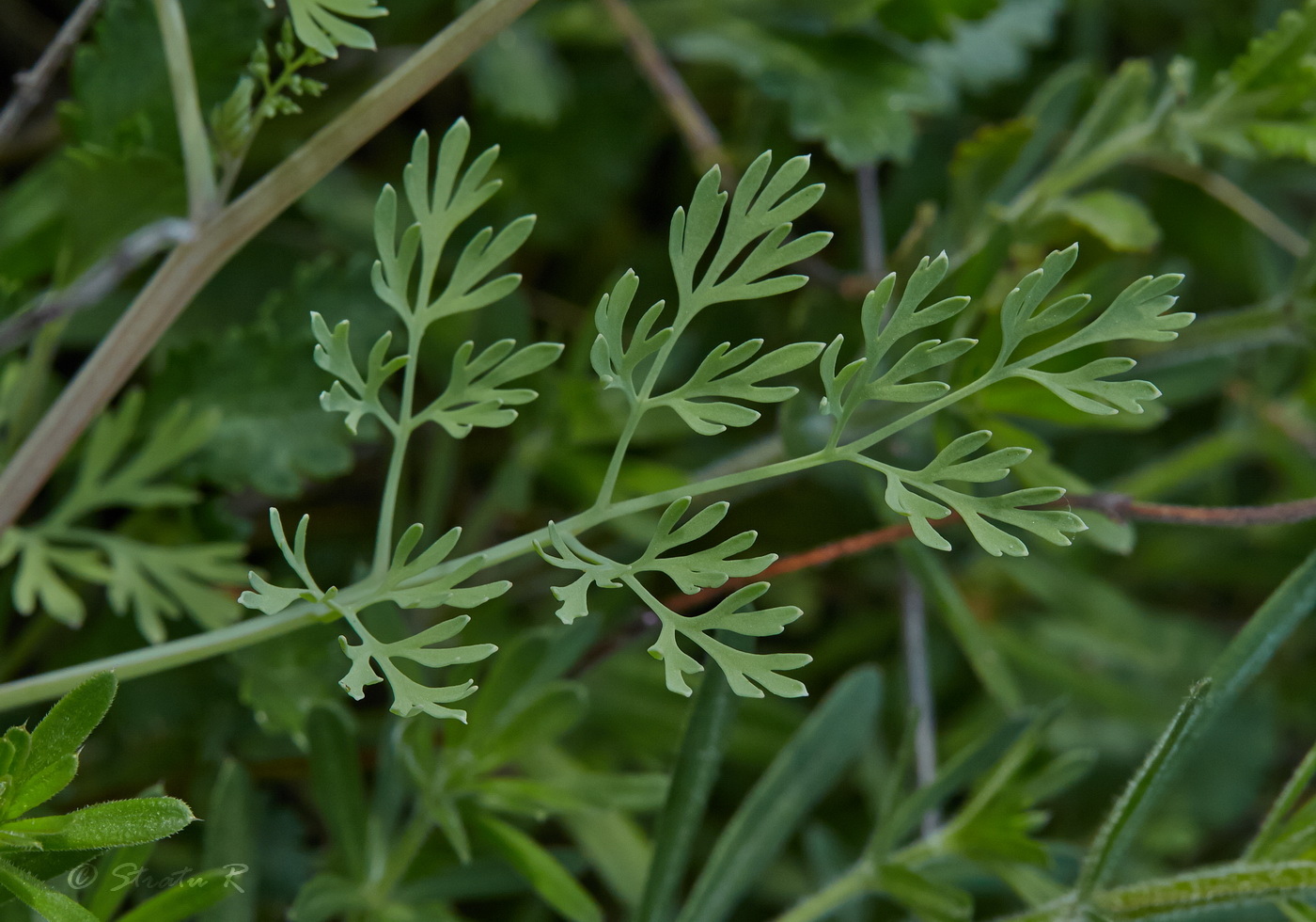 Дымянка аптечная (fumaria officinalis)