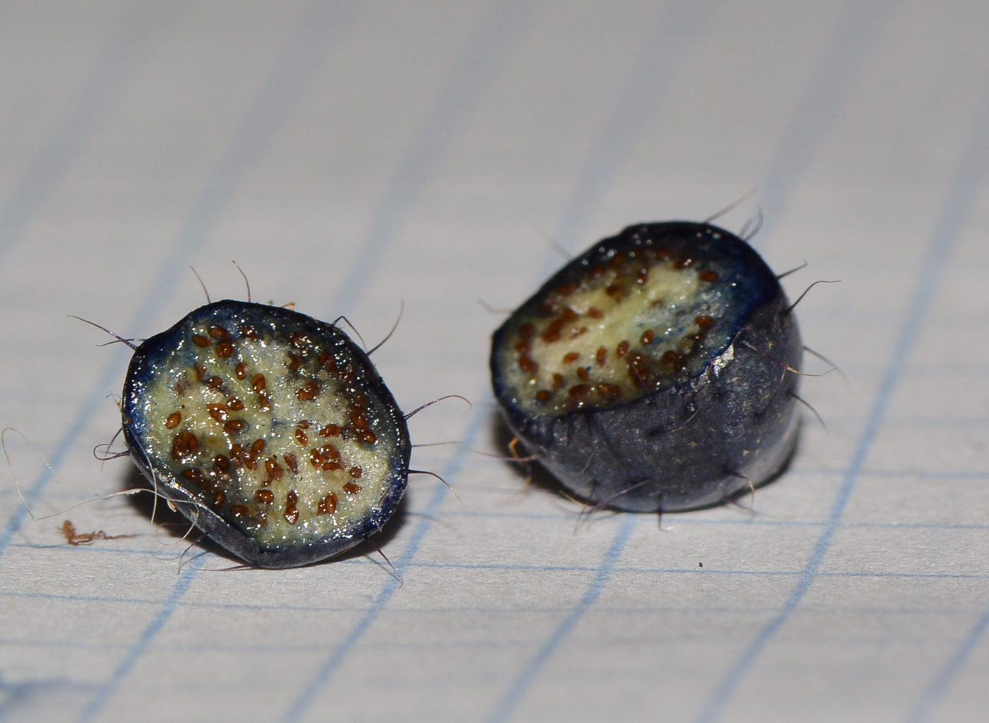 Image of Miconia crenata specimen.