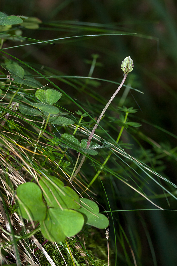 Изображение особи Oxalis acetosella.