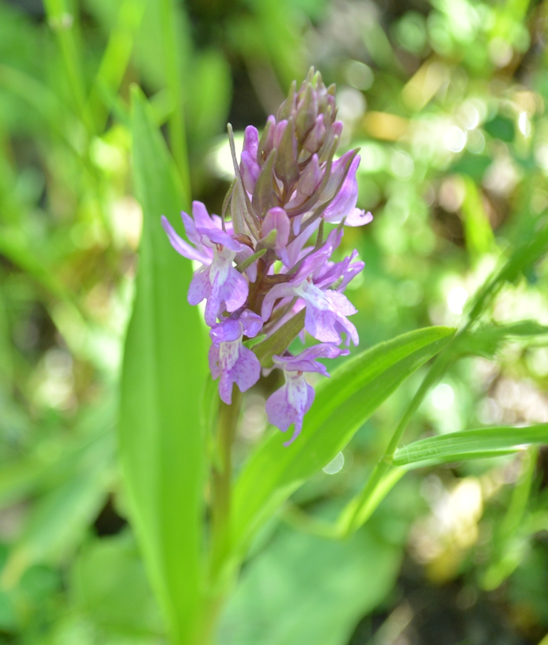 Изображение особи Dactylorhiza umbrosa.