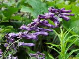 Aconitum moldavicum. Соцветие. Украина, Ивано-Франковская обл., Болеховский горсовет, Козакивский сельсовет, окр. с. Козакивка, урочище Марьянка, зарастающая вырубка. 16.07.2017.