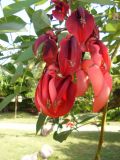 Erythrina crista-galli