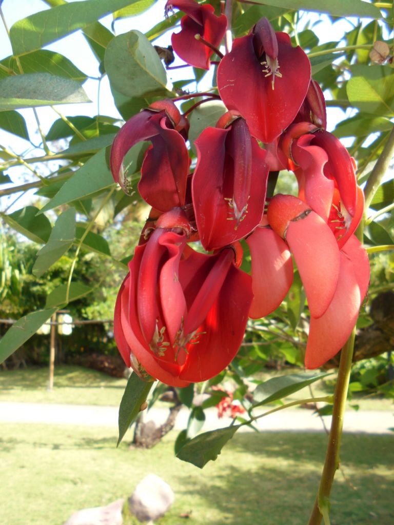 Image of Erythrina crista-galli specimen.