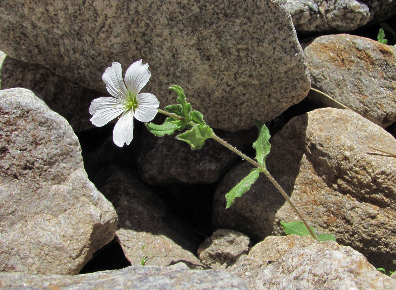 Изображение особи Cerastium undulatifolium.