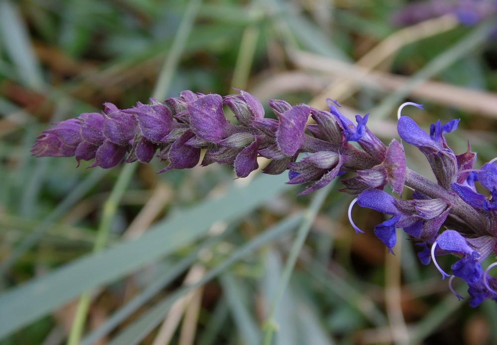 Image of Salvia tesquicola specimen.