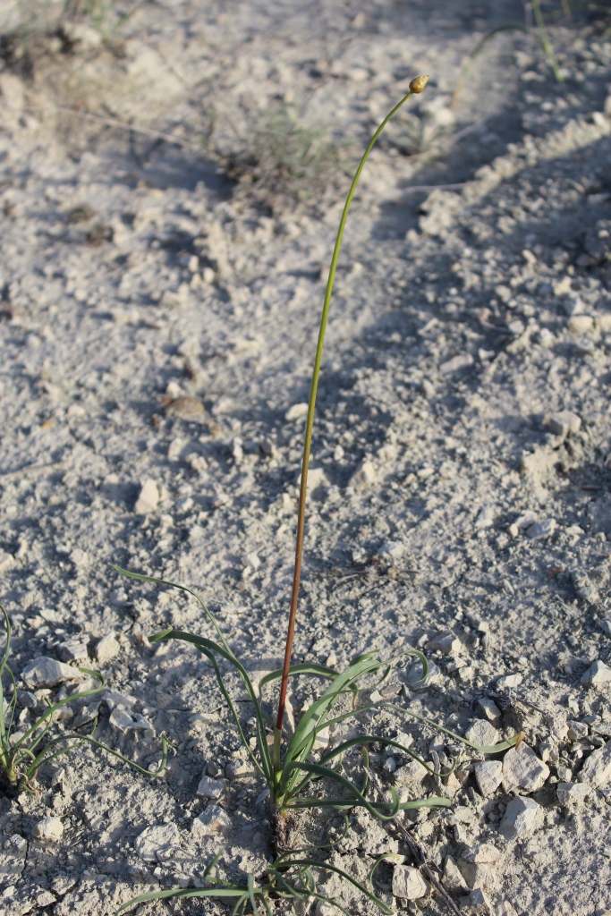 Image of Allium scabriscapum specimen.