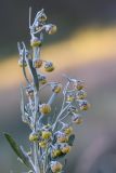 genus Artemisia