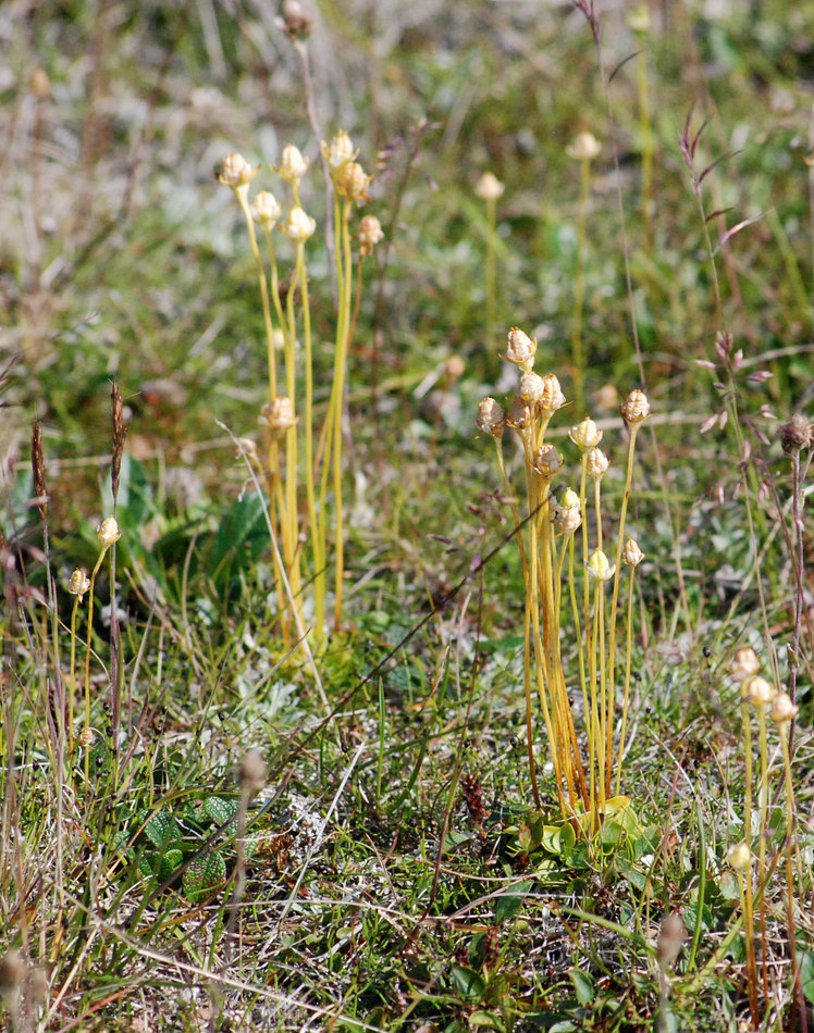 Image of Parnassia kotzebuei specimen.