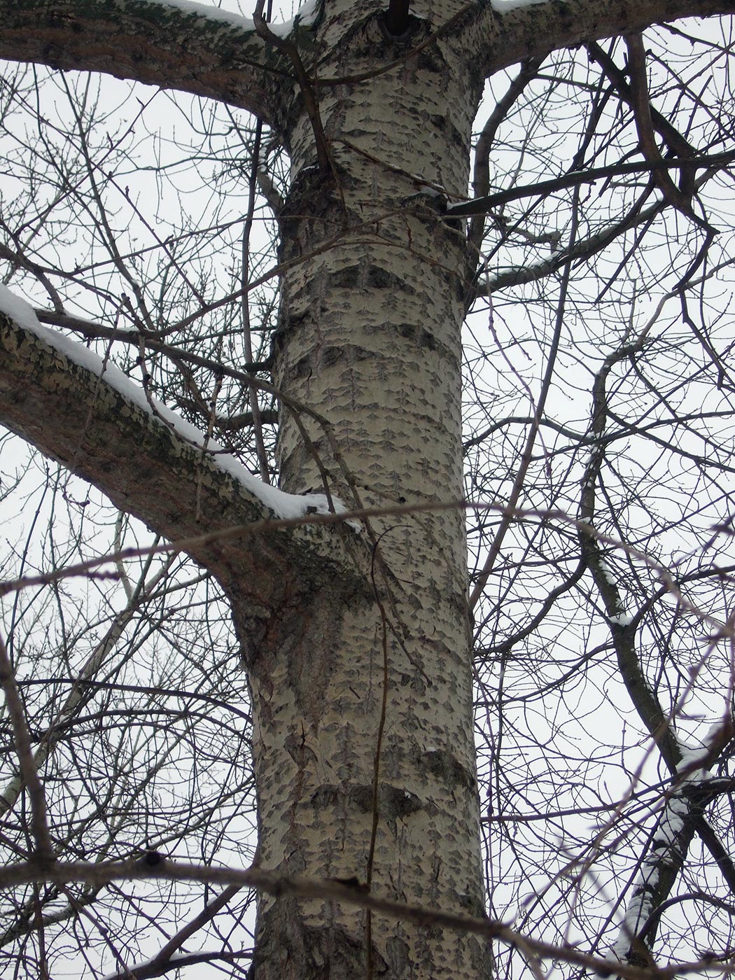 Image of Populus &times; rasumowskiana specimen.