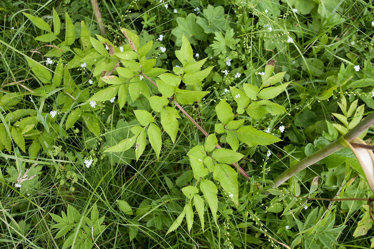 Изображение особи Angelica sylvestris.