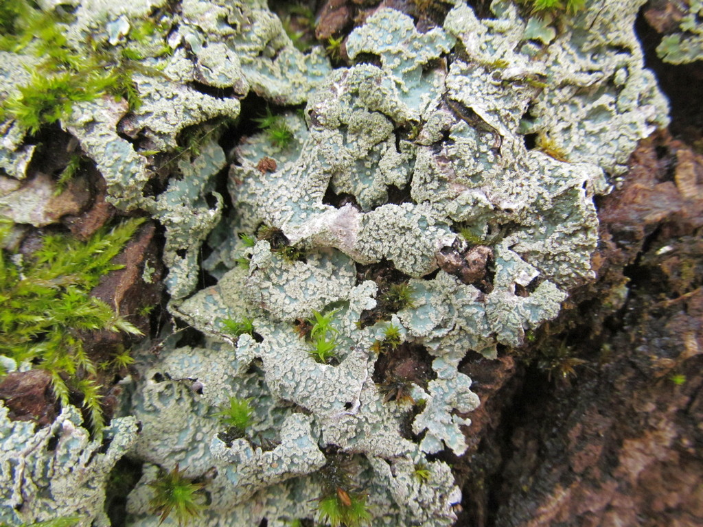 Image of Parmelia sulcata specimen.