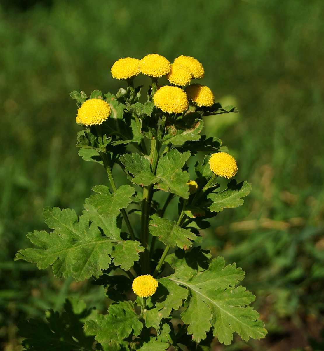 Image of Pyrethrum parthenium specimen.