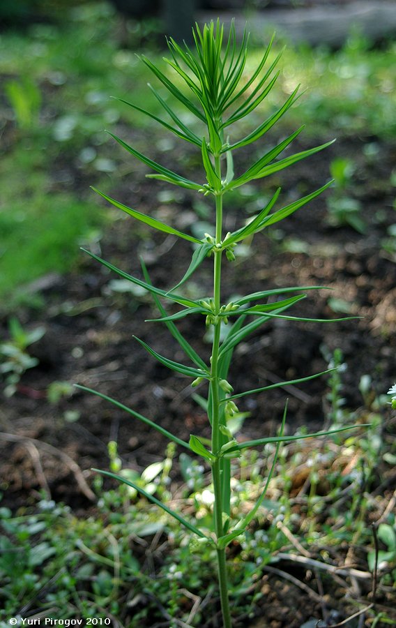 Изображение особи Polygonatum verticillatum.