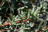 семейство Aizoaceae. Верхушка веточки. Израиль, г. Бат-Ям, на набережной. 28.06.2017.